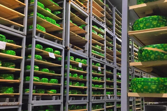 Automation cheese production line in Uzbekistan